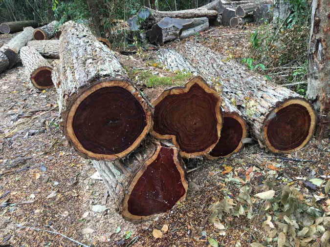 Legno grezzo in vendita presso Giacomo Seralvo e Figli